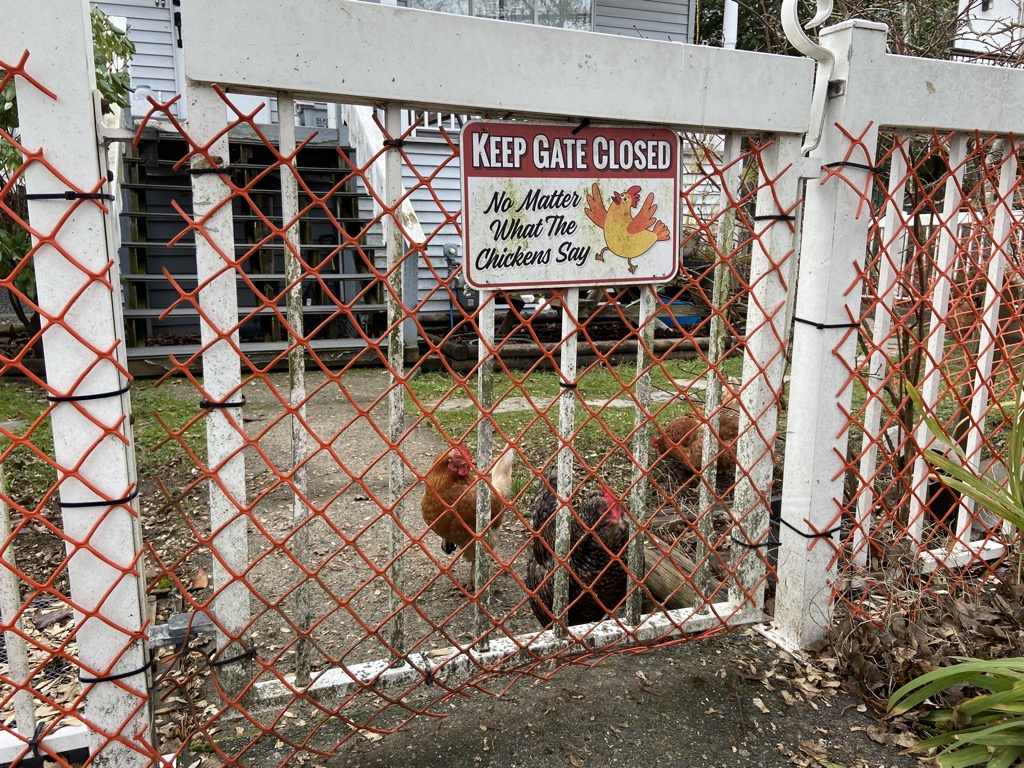 Chickens behind a gate with a sign that says, "Keep gate closed no matter what the chickens say"