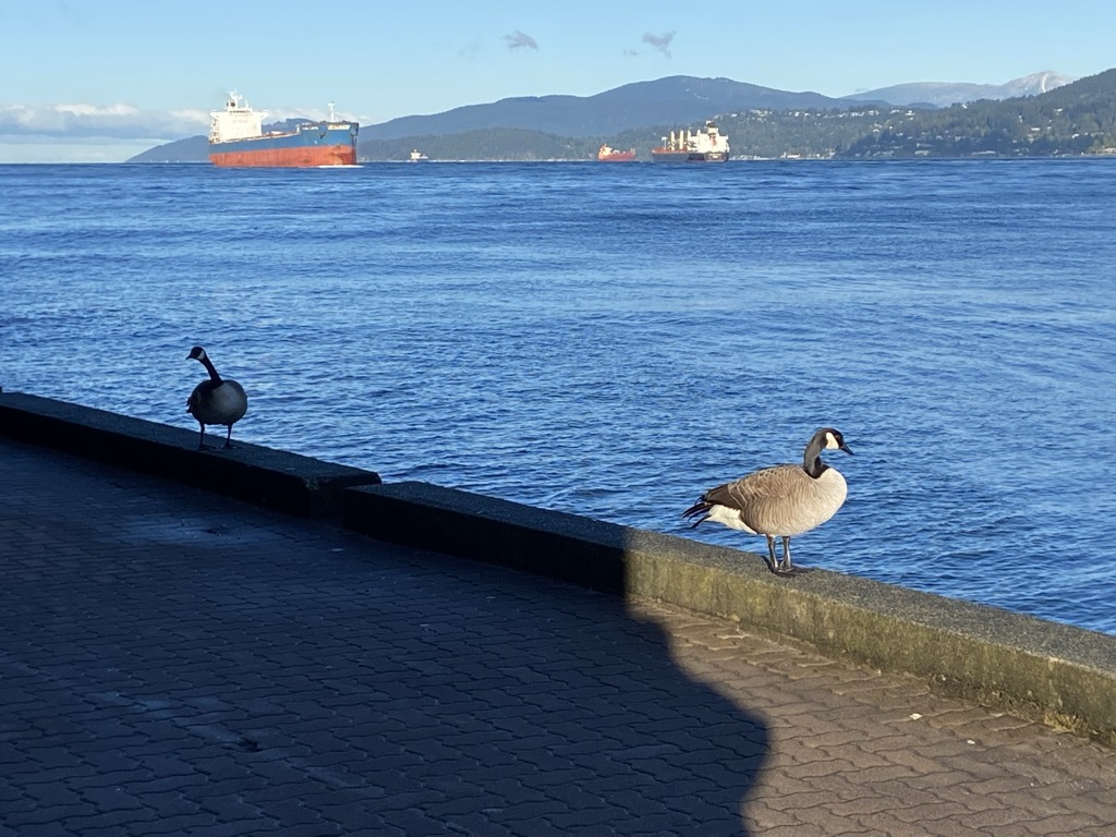 Geese on the Stanley Park Seapark Seawall.